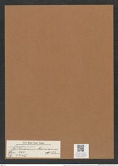 Stictodiscus marsianus A. Schm. (de-Toni-Nr.: Genus 205, Species 5245) Zeichnungen Sammlung Grunow Mappe 05010 (Herbarium_W_Grunow_drawings_Folder_05010)
